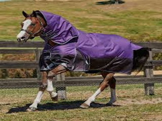 Horse Wears